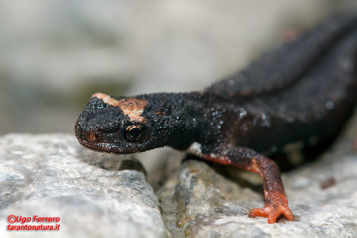 Salamandrina terdigitata dal Pollino !